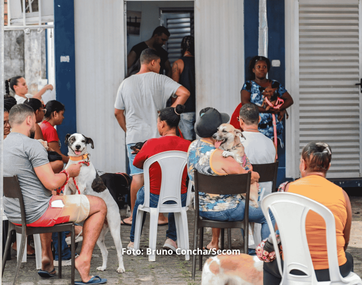 Castração gratuita da Prefeitura ajuda a reduzir abandono de animais e prevenir doenças em Salvador 