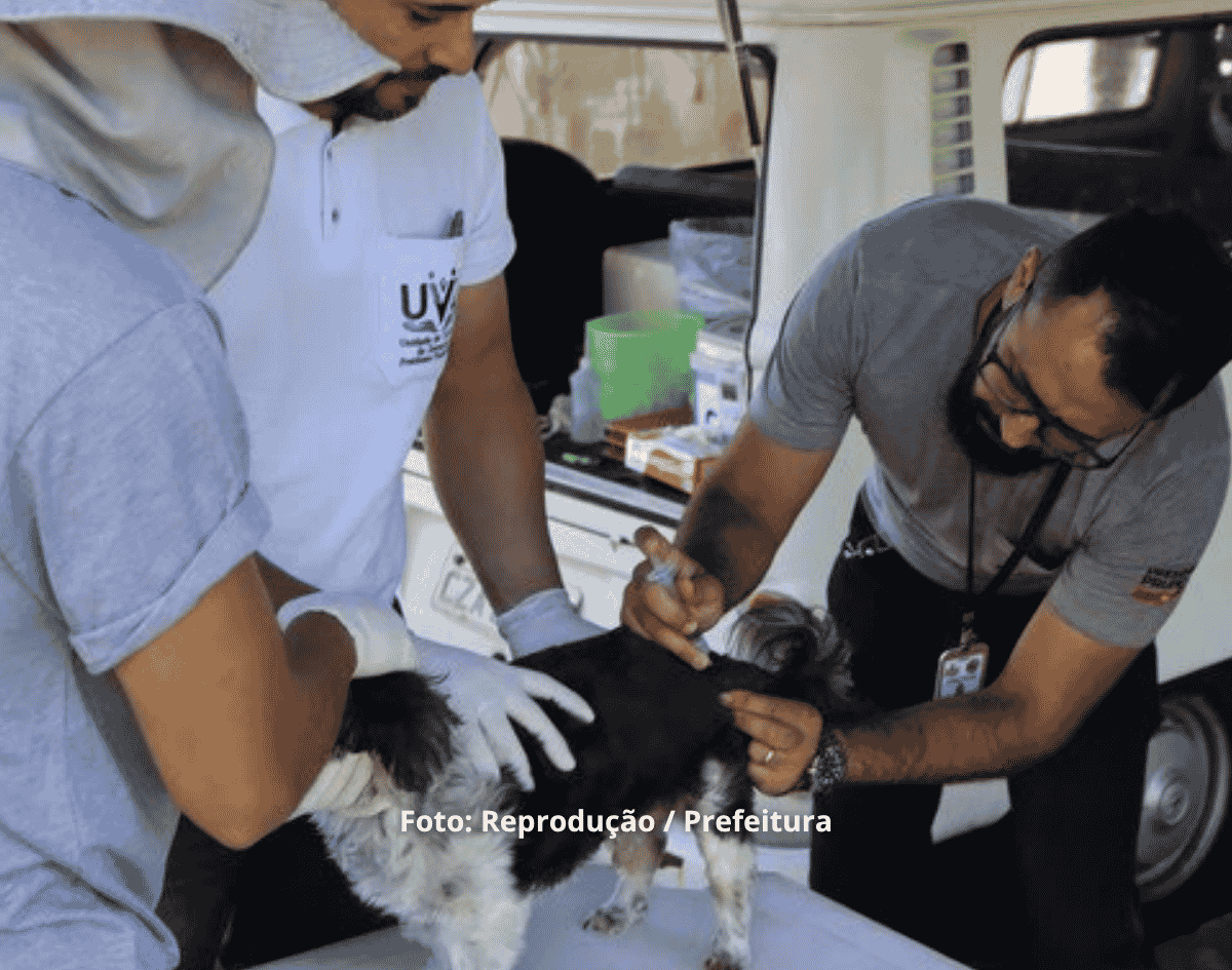 Campanha Antirrábica 2026: Castelo Branco, Cecy Andrade e Dom Avelar terão vacinação gratuita para cães e gatos em Salvador 