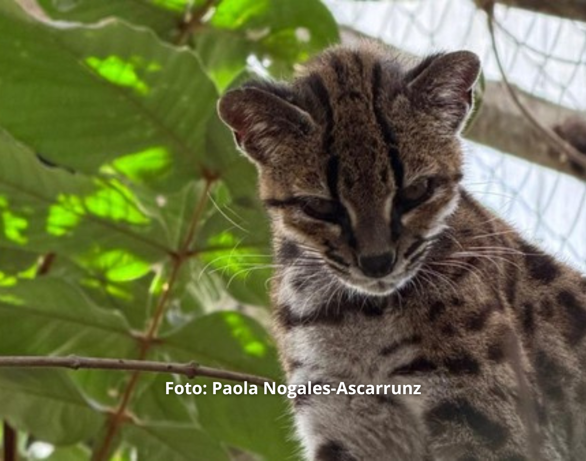 Pesquisador brasileiro descobre nova espécie de felino