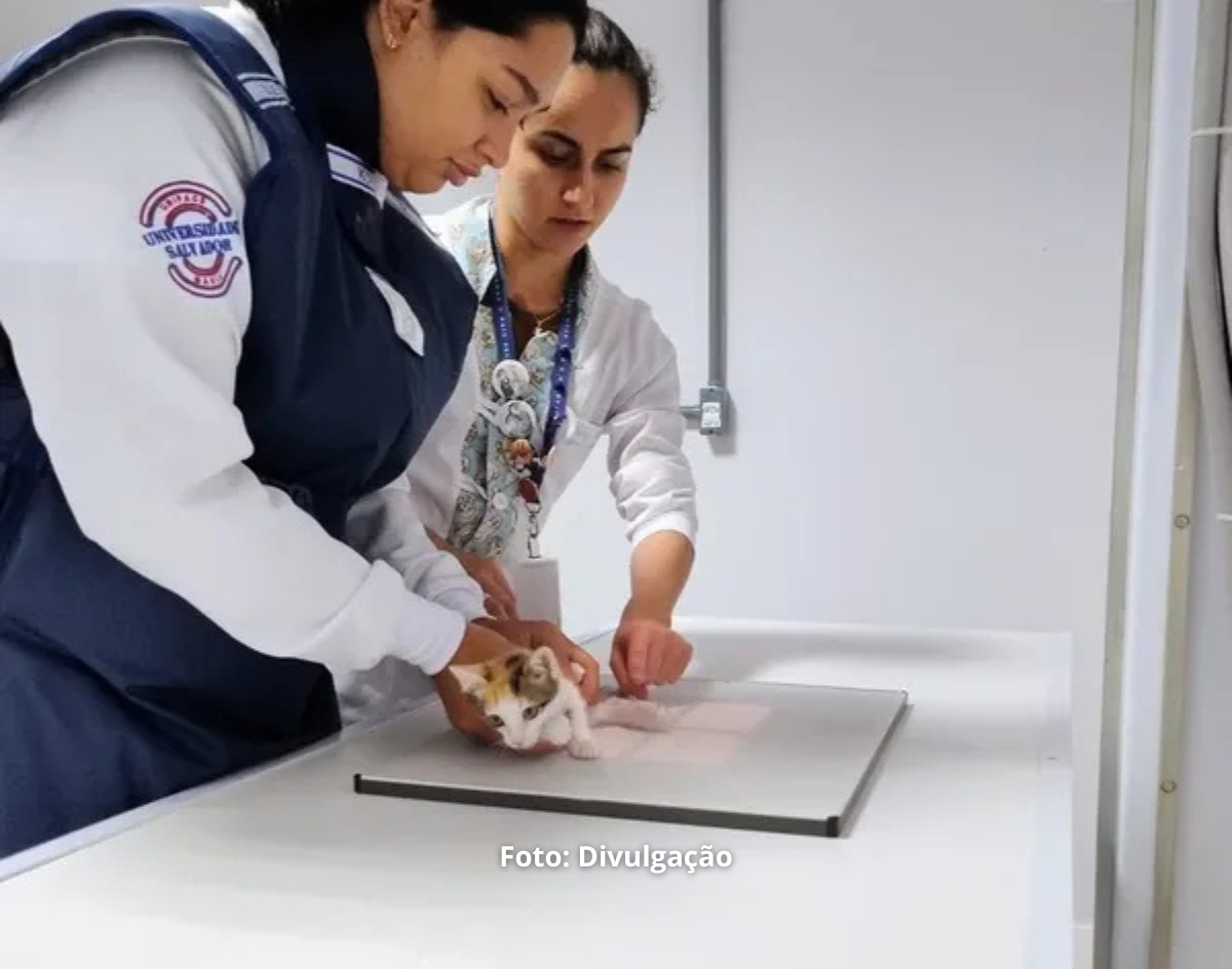 Outubro Rosa Pet: campanha oferece atendimento veterinário em Salvador e Feira de Santana 