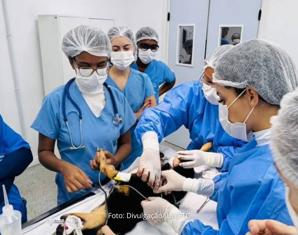 Salvador oferece avaliação gratuita para prevenção ao câncer de mama em pets 
