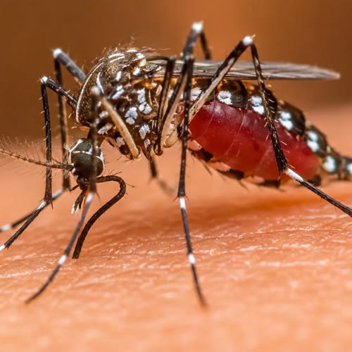 Mutirão contra a Dengue: agentes de saúde realizam vistorias e aplicação de larvicidas em Castelo Branco e Pau da Lima