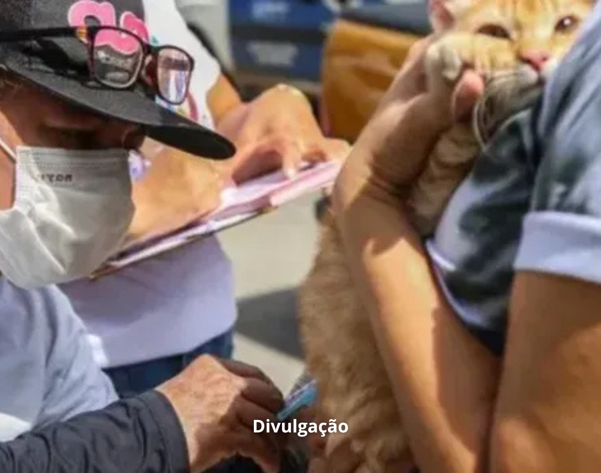 Salvador oferece vacinação antirrábica gratuita para cães e gatos nesta sexta-feira (23) 