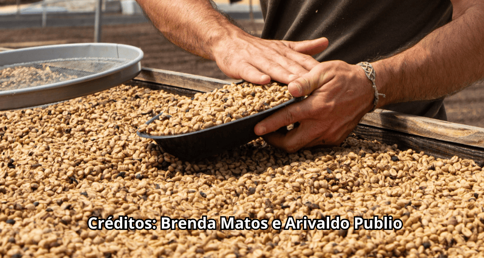 Especialistas apontam: ‘futuro do café baiano está na conexão e origem’